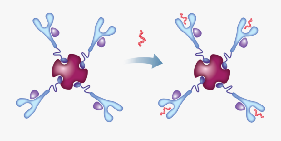 Mhc Tetramer For T Cell, Transparent Clipart