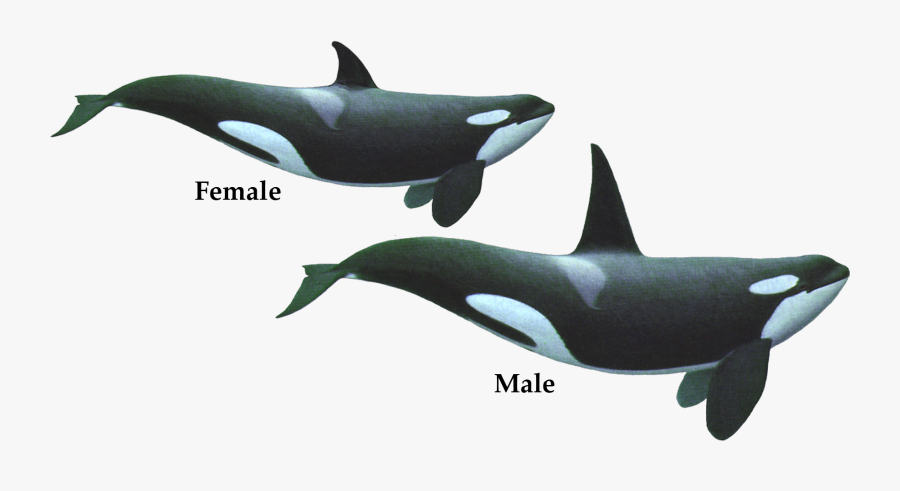 Killer Whale Png Transparent Images - Transparent Killer Whale Png, Transparent Clipart