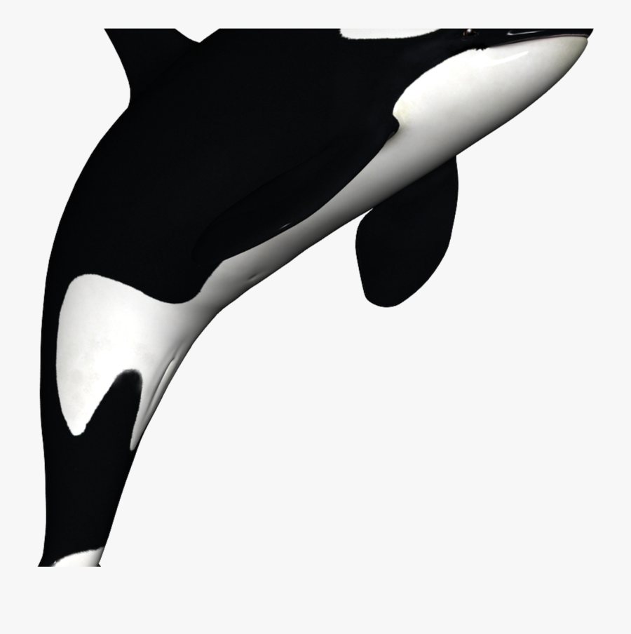 Orca Clip Art - Killer Whale White Background, Transparent Clipart