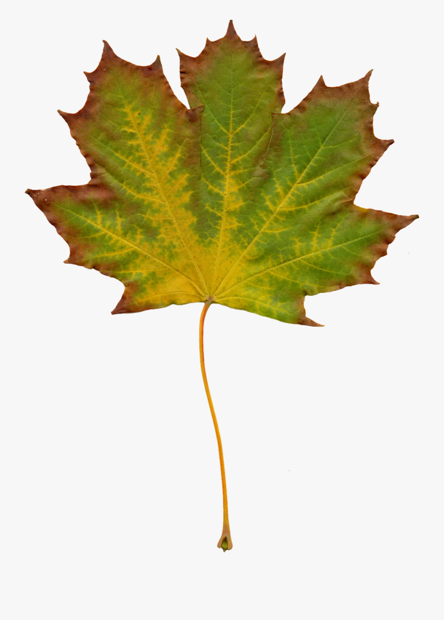 Autumn Images Clip Art, Transparent Clipart