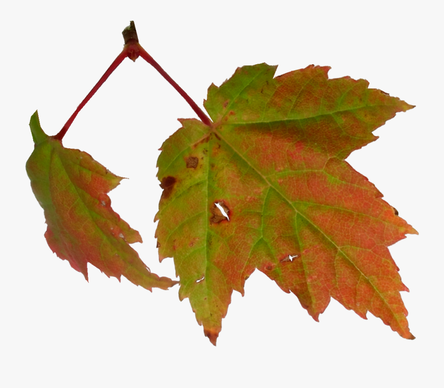 Maple Leaf Autumn Clip Art - Maple Leaf, Transparent Clipart