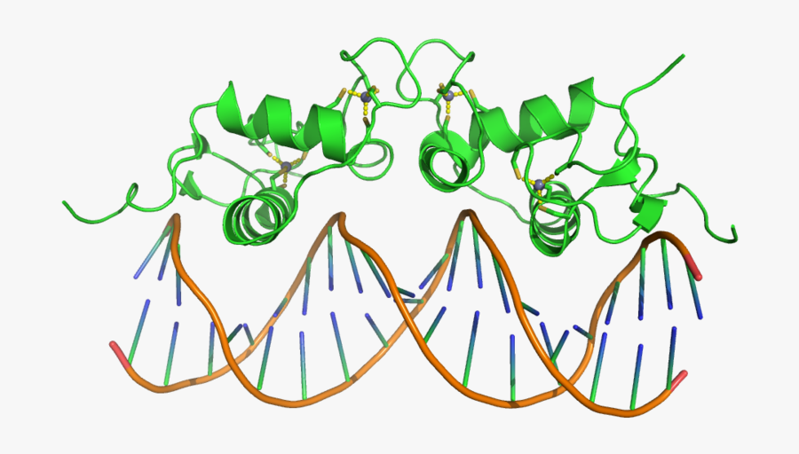 800px-1r4o - Zinc Finger Domain Dna, Transparent Clipart