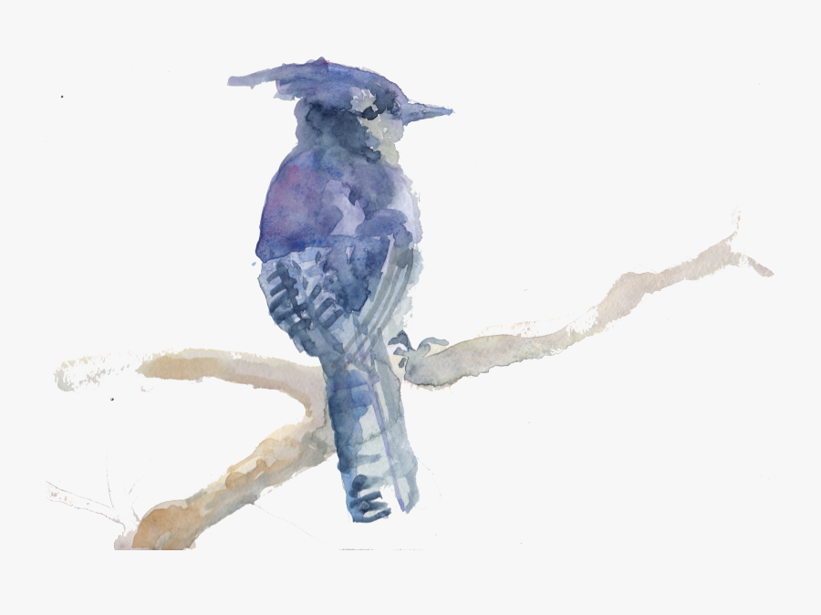 Bluejay Drawing Watercolor - Blue Jay, Transparent Clipart