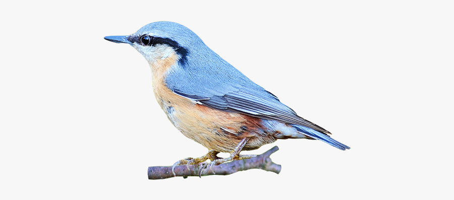 Portable Network Graphics Clip Art Image Bird Gif - Red Breasted Nuthatch, Transparent Clipart