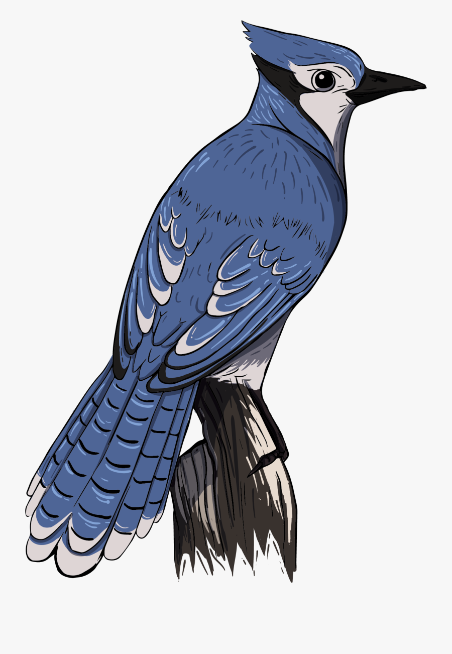 Blue Jay, Transparent Clipart