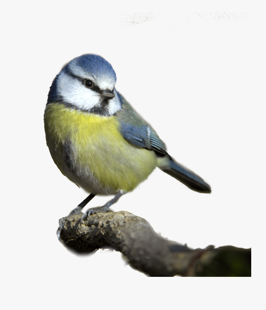 Birds Png - Blue Tit White Background, Transparent Clipart
