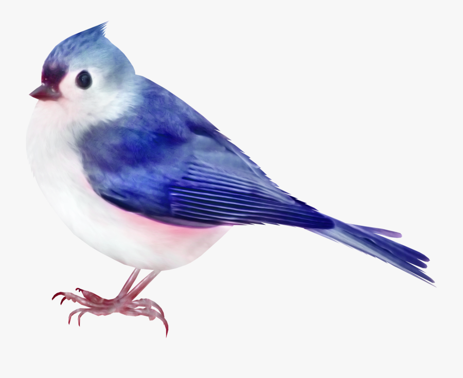 Bird Color Clip Art - Птичка Png, Transparent Clipart