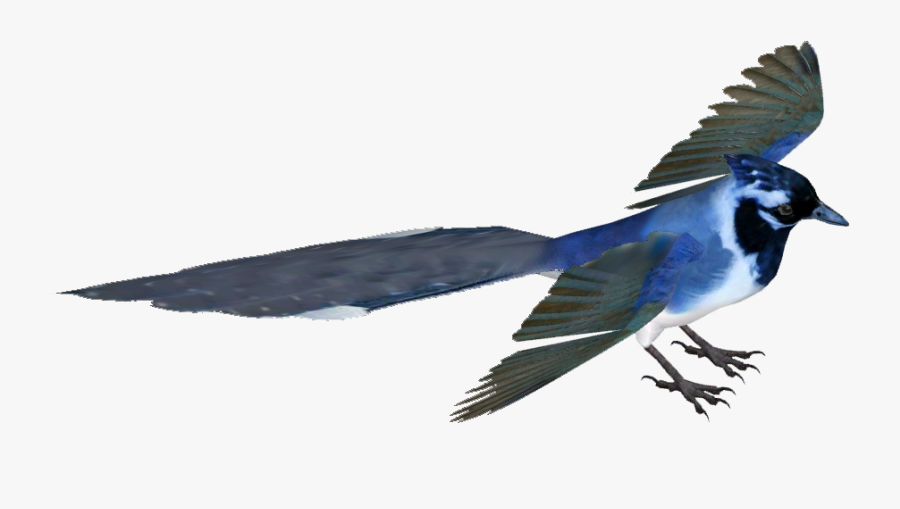 Clip Art Image Black Throated Magpie - Black Throated Magpie Jay Png, Transparent Clipart