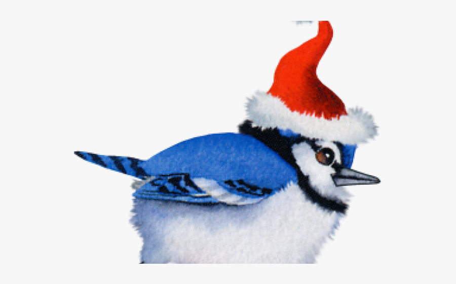 Christmas Bird, Transparent Clipart