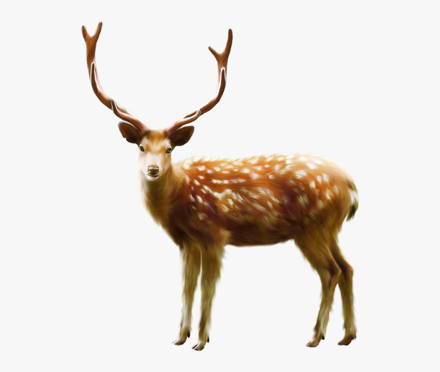 Deer, Transparent Clipart