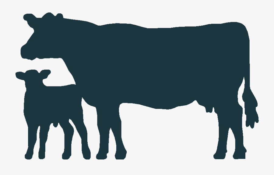 Angus Cattle Welsh Black Cattle Holstein Friesian Cattle - Clipart Cow And Calf, Transparent Clipart