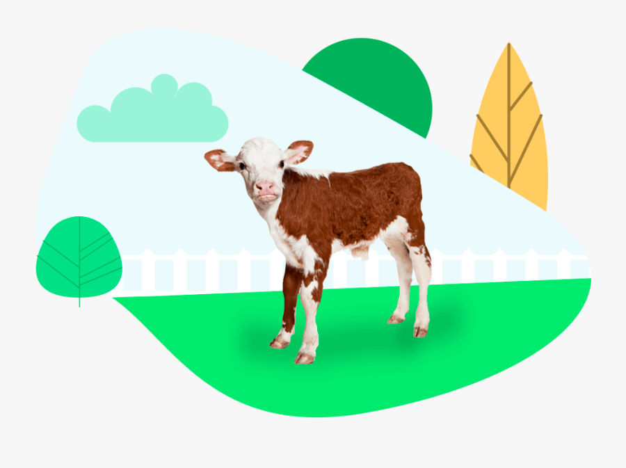 Animals - Baby Cow White Background, Transparent Clipart