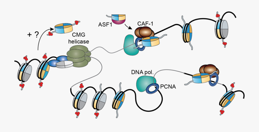 Replication Fork, Transparent Clipart