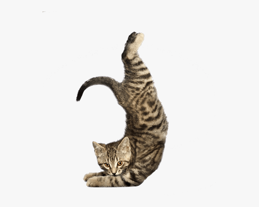 Kitten Yoga, Transparent Clipart