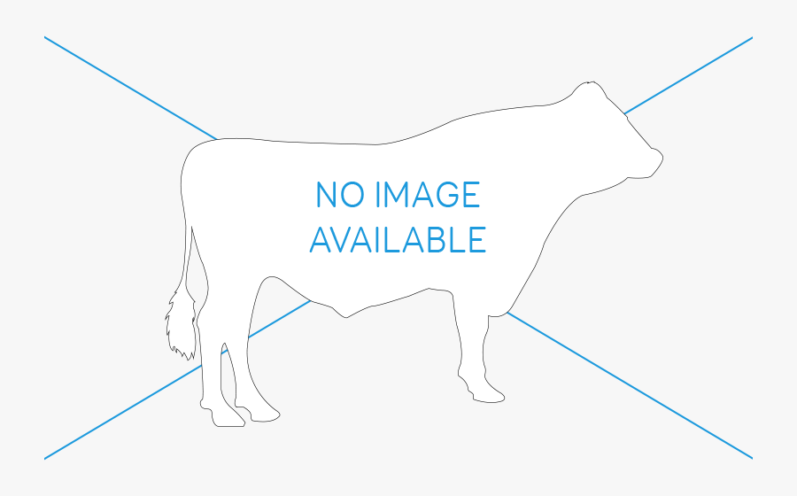No Bull Image, Transparent Clipart