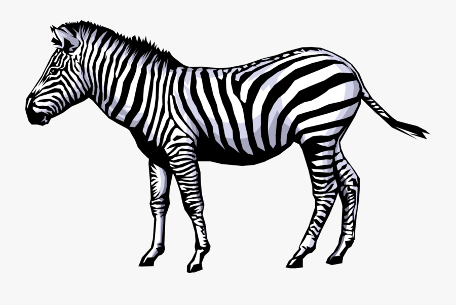 Zebra Png Image With Transparent Background - 5 Pictures Of Living Things, Transparent Clipart