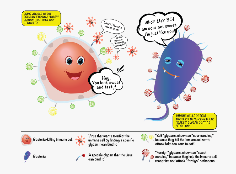The Sugars On Our Cells And On Bacterial Cells Label - Microorganism Friends Or Foe Cartoon, Transparent Clipart