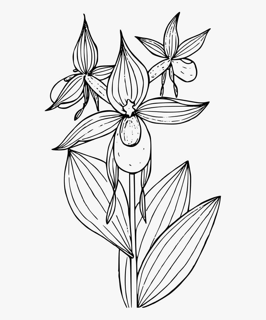 Cypripedium Montanum Showy Lady - Lady Slipper Clip Art, Transparent Clipart
