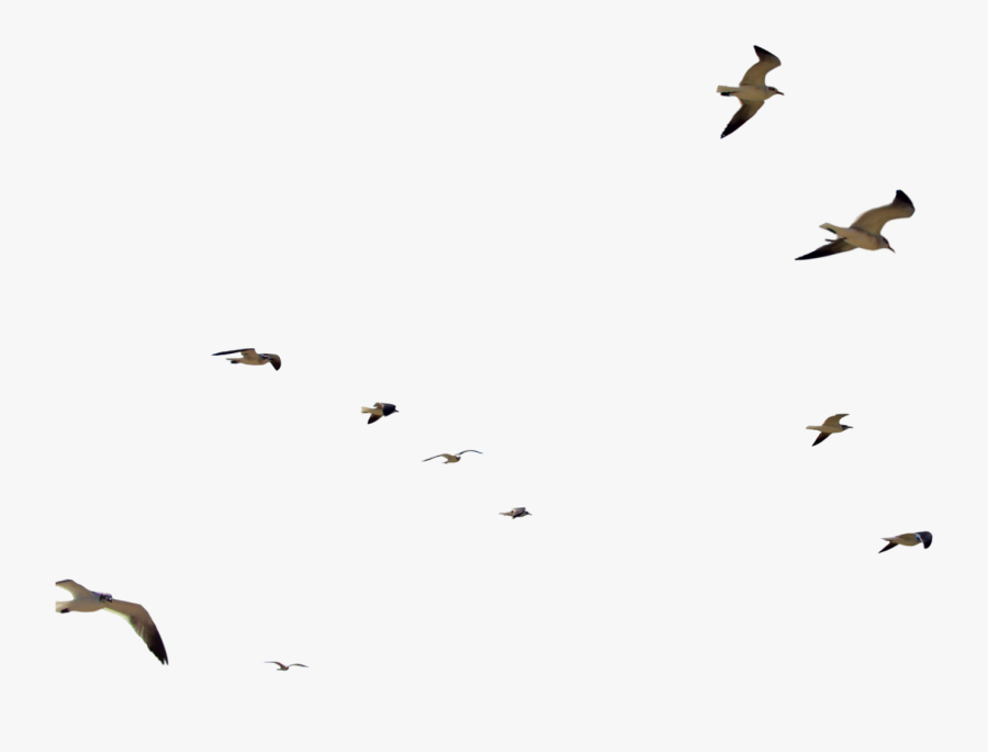 Clip Art Seagulls Image - Birds With Transparent Background, Transparent Clipart