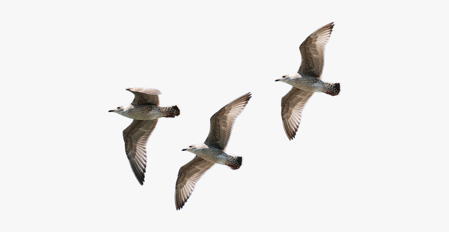 Gaviotas Png, Transparent Clipart