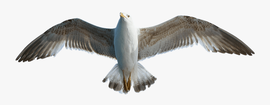 Seagull Transparent Png Image Free - Sirály Png, Transparent Clipart