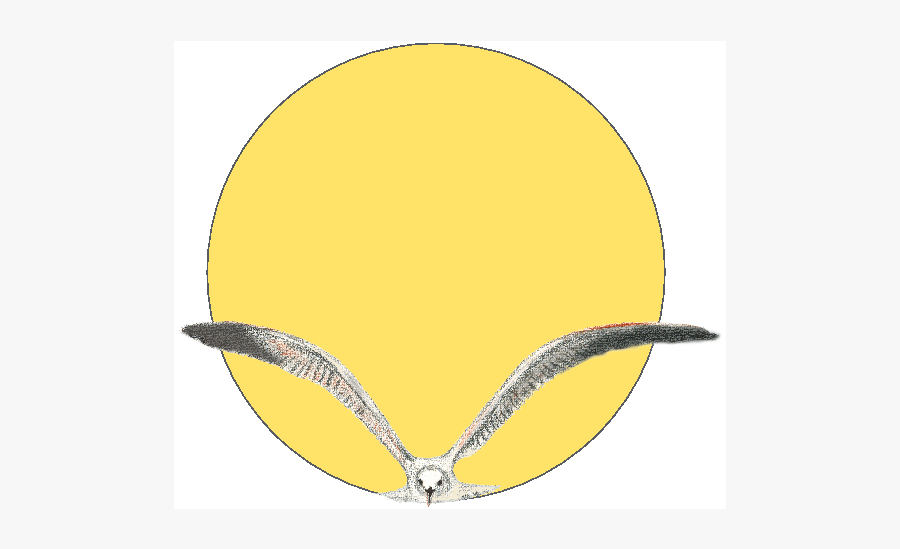 Circle, Transparent Clipart