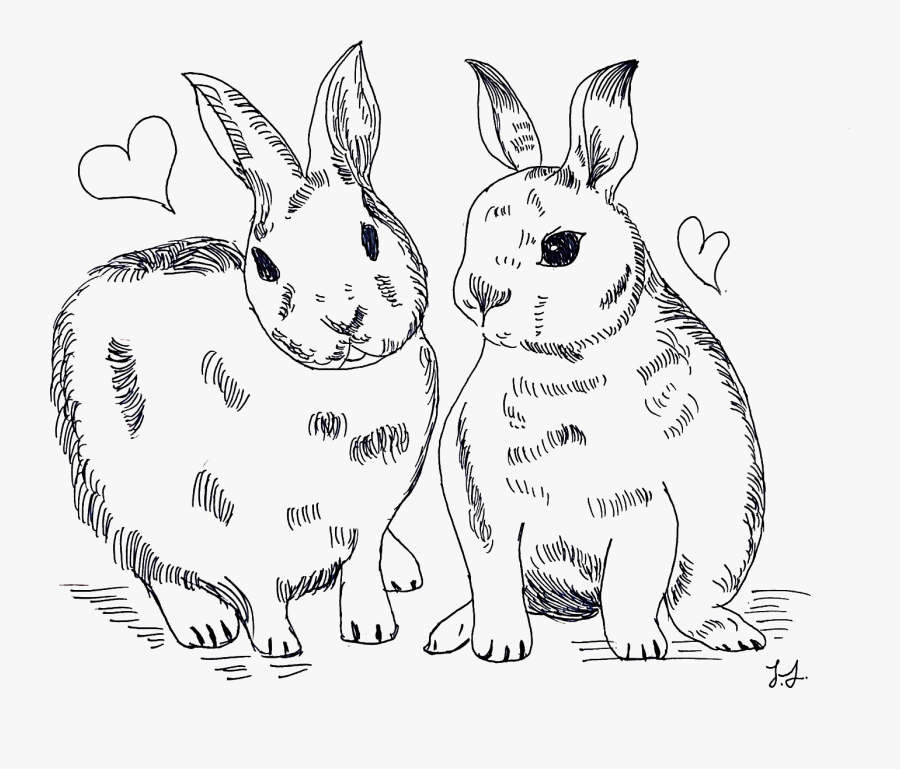 Domestic Rabbit, Transparent Clipart