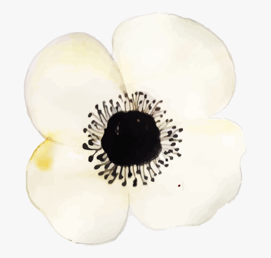 Poppy, Transparent Clipart