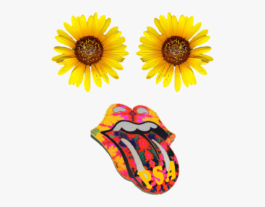 Sunflower, Transparent Clipart