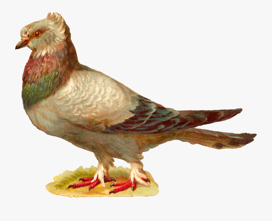 Salvem As Pombas, Transparent Clipart