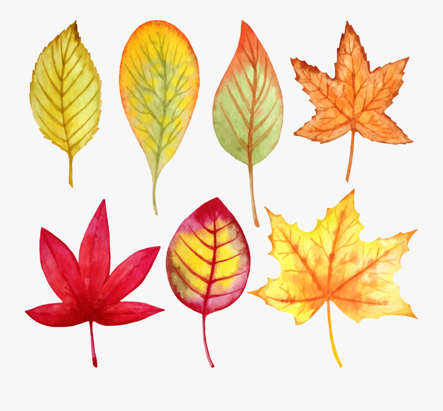 Clip Art Fall Leaf Vector - Fall Leaf Vector Watercolor, Transparent Clipart
