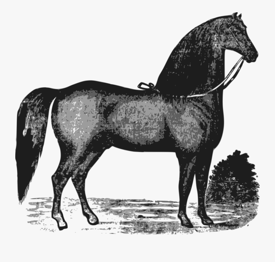 Horse, Transparent Clipart