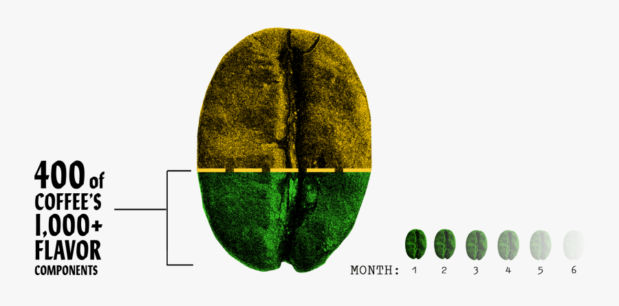 Timeline Coffee Bean, Transparent Clipart