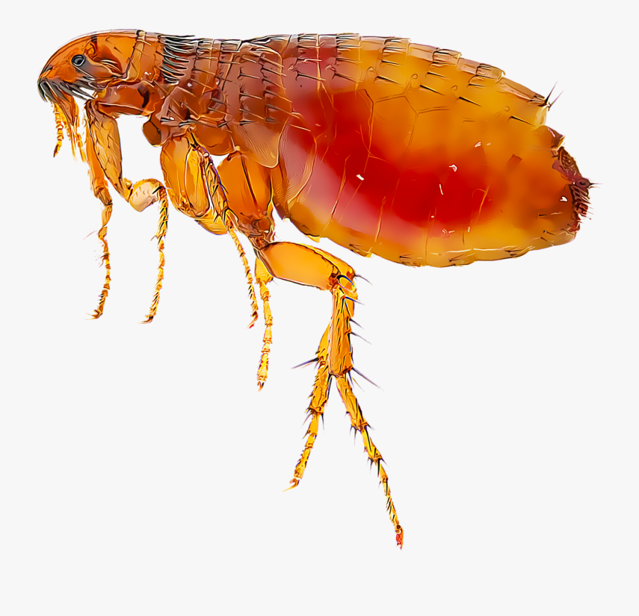 Clip Art Fleas Images - Flea Png, Transparent Clipart
