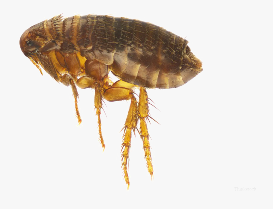 Flea Png Image - Flea And Flea Bites, Transparent Clipart