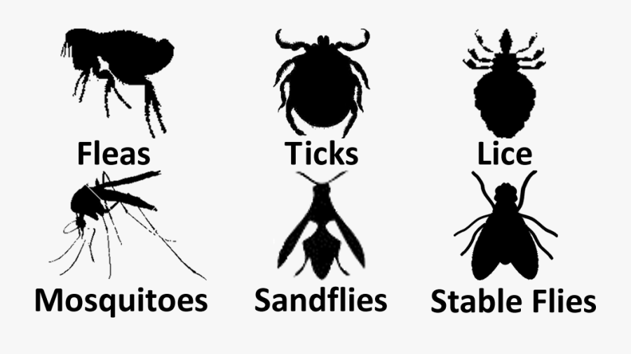 Fleas Lice Ticks Mosquitoes Sandflies Stableflies - Flea And Tick Png, Transparent Clipart