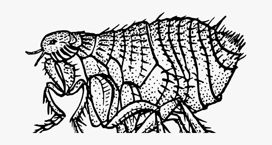 Flea Black And White, Transparent Clipart