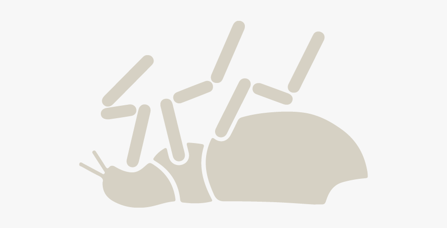 Protect From Fleas - Illustration, Transparent Clipart