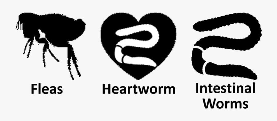 Fleas Heartworm Intestinal Worms - Flea And Tick Png, Transparent Clipart