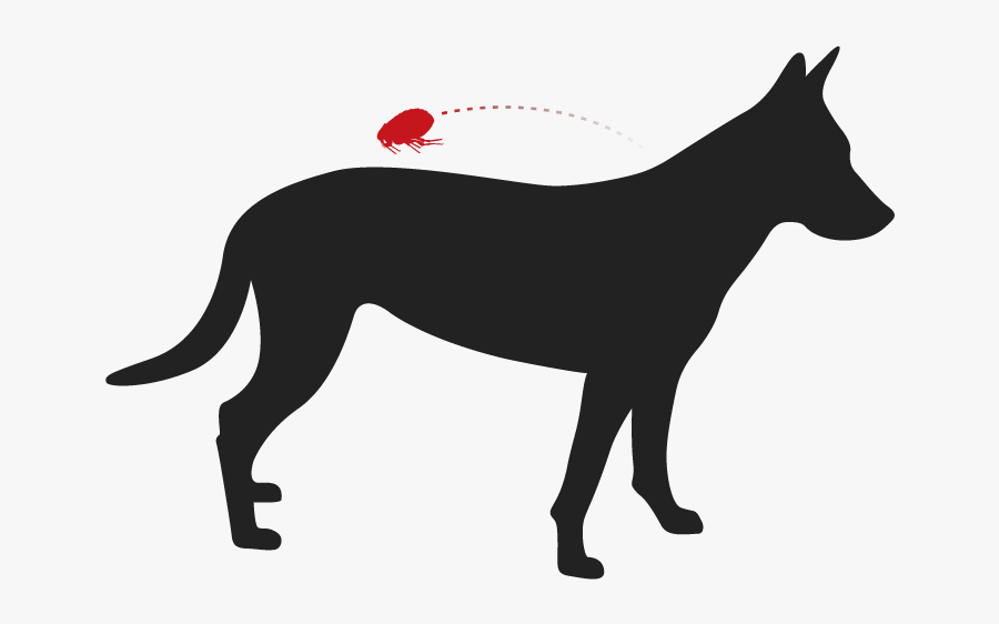 Old English Terrier, Transparent Clipart