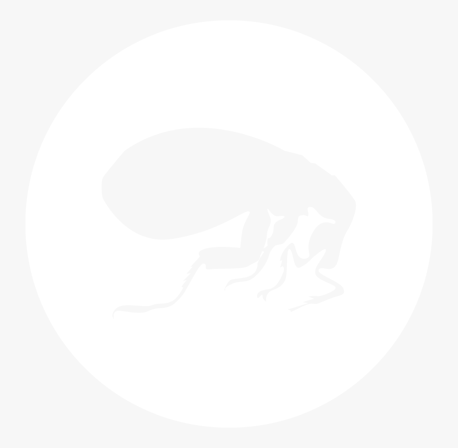 Mammals - Simbolo Do Twitter Branco, Transparent Clipart