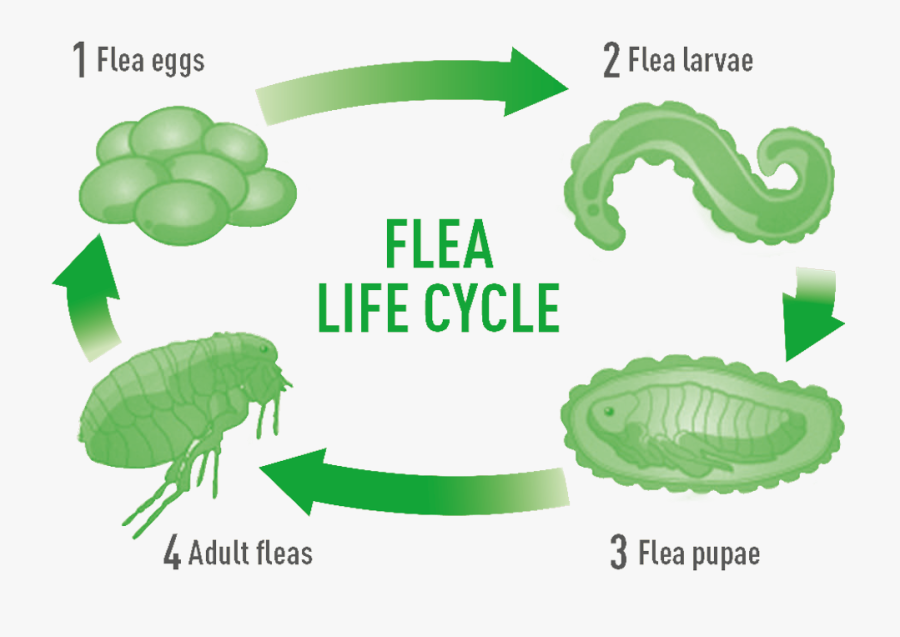Tree, Transparent Clipart