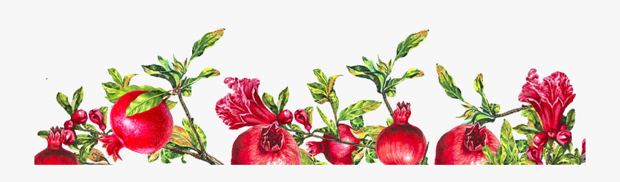 Gilliflower, Transparent Clipart