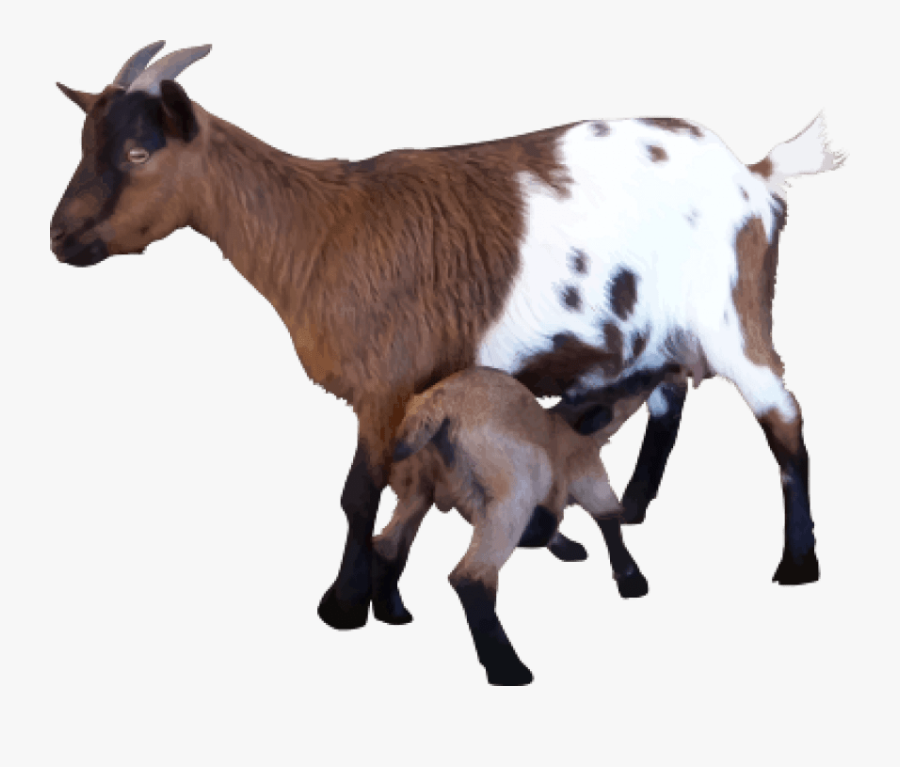 Transparent Background Goats Png, Transparent Clipart