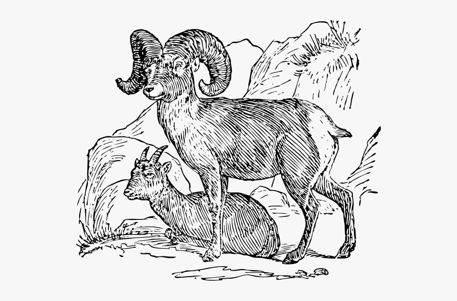 Free Vector Bighorn Sheep Clip Art - Big Horn Sheep, Transparent Clipart