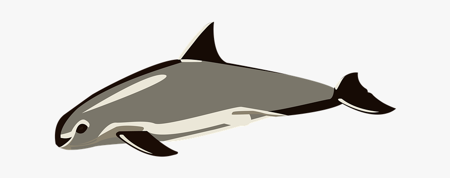 Vaquitamarina, Sea, Animals, Ocean, Sand, Swim, Nature - Cartilaginous Fish, Transparent Clipart