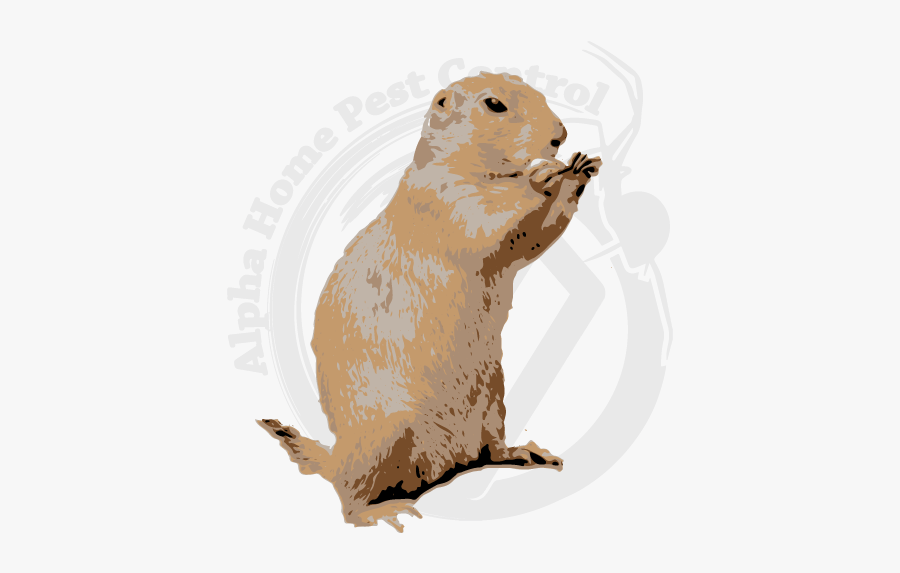 Gopher Exterminator - Gopher Control - Punxsutawney Phil, Transparent Clipart