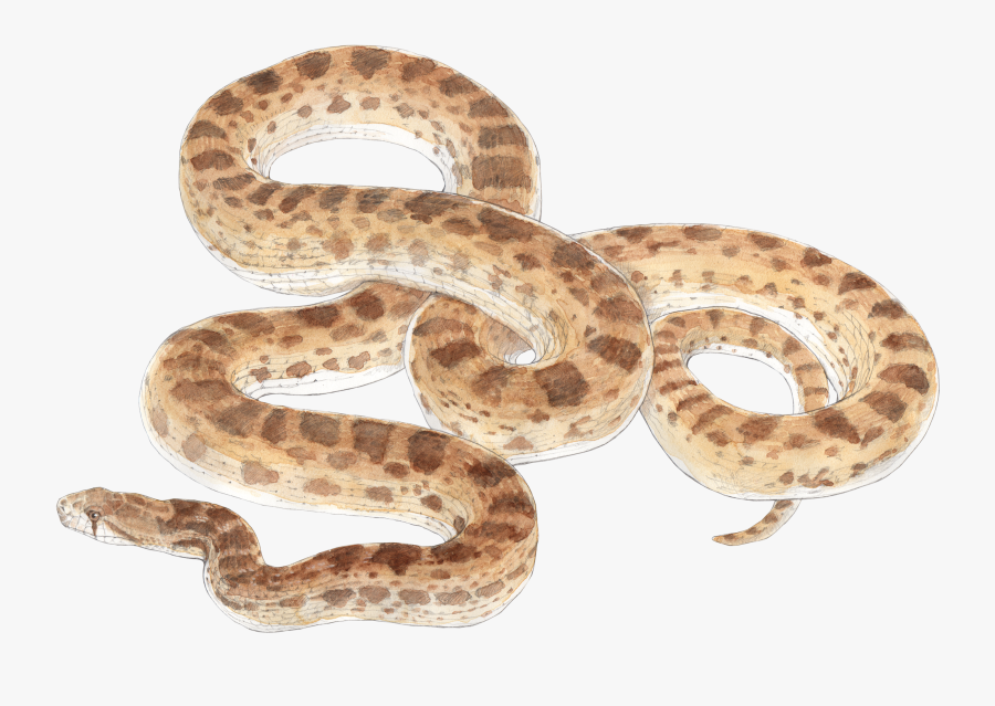 Clip Art Nature Chuck Todd Artist - Gopher Snake No Background, Transparent Clipart