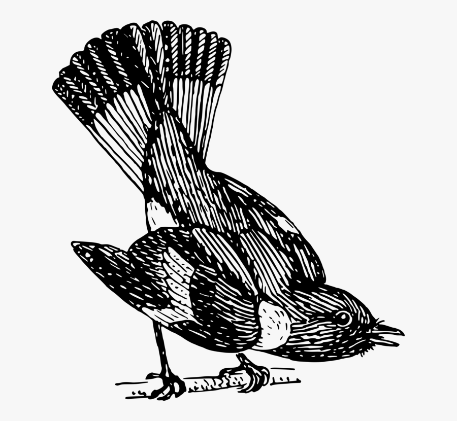 Turkey,line Art,drawing - Duck, Transparent Clipart