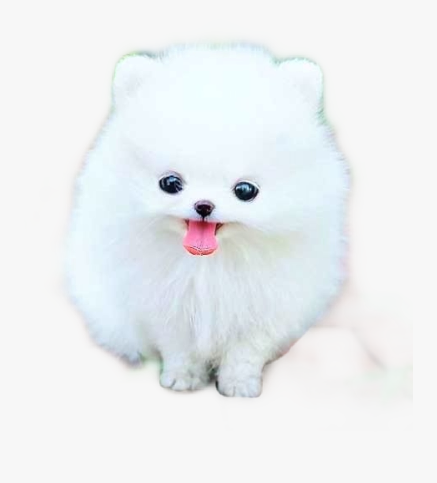 #pomeranian #puppy - Dog, Transparent Clipart
